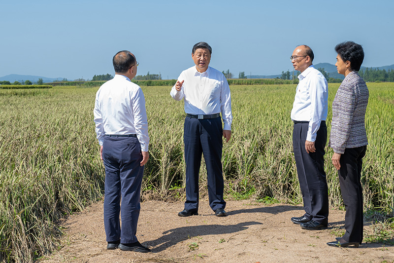 9月6日至8日，中共中央總書記、國家主席、中央軍委主席習(xí)近平在黑龍江考察。這是7日上午，習(xí)近平在遭受洪澇災(zāi)害的哈爾濱尚志市老街基鄉(xiāng)龍王廟村，察看水稻受災(zāi)情況。